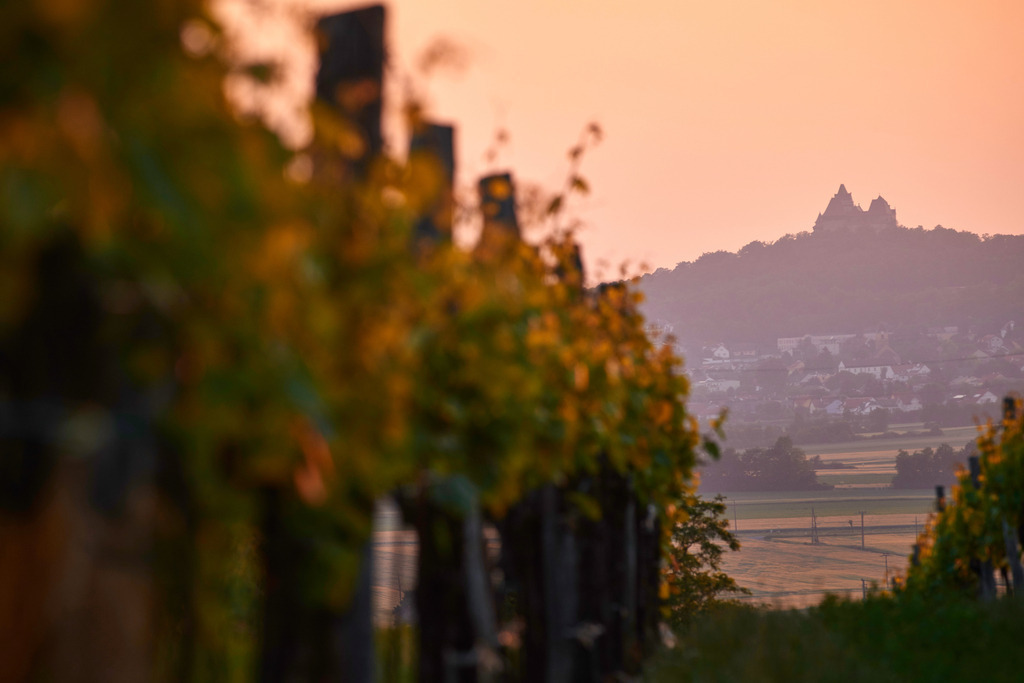 Weinstock im Abendlicht | Enzersfeld, Austria - June 05, 2015: Weinstock im Abendlicht. - Realisiert mit Pictrs.com