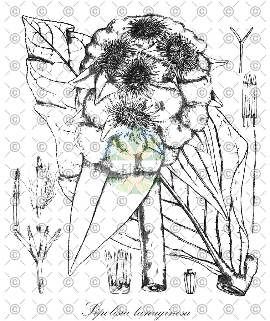 HistAbb_wfo-0000431407_1_ENZY_Simple | Historische Abbildung von Sipolisia lanuginosa - Asteraceae | Historical Illustration of Sipolisia lanuginosa - Asteraceae