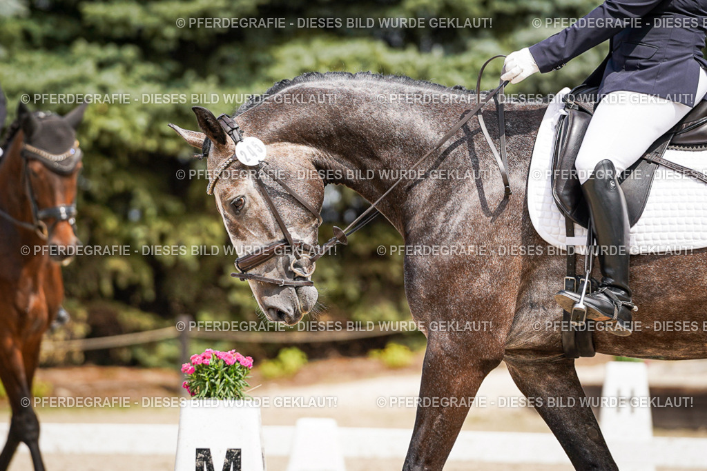 DSC03187 | Pferdegrafie