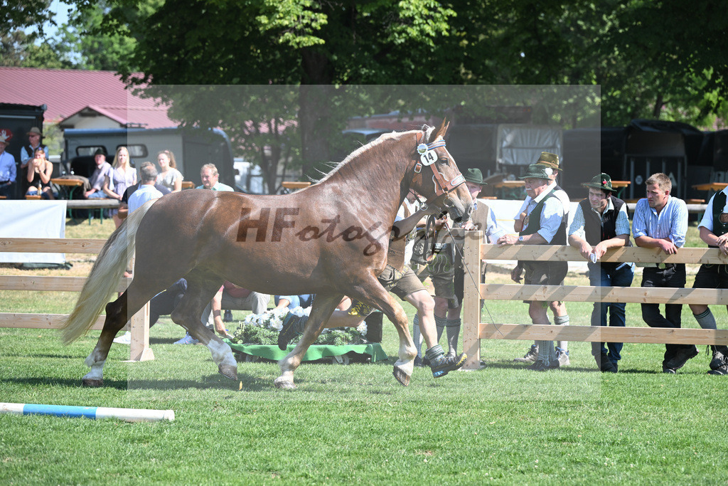 Kat-Nr. 14 Rica_Wallner_20230212 | hf-fotografie - Realisiert mit Pictrs.com