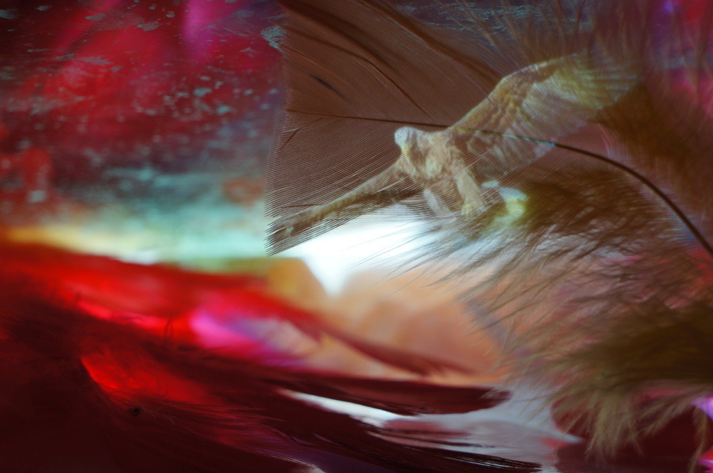 Adler | cornelia-geissler - Realisiert mit Pictrs.com