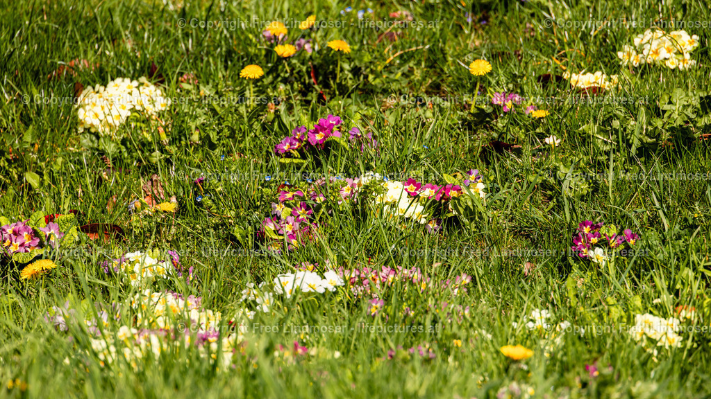 Wachau 04042025 _ Fred Lindmoser-6912 | Fotos und Fotoprodukte - Realisiert mit Pictrs.com