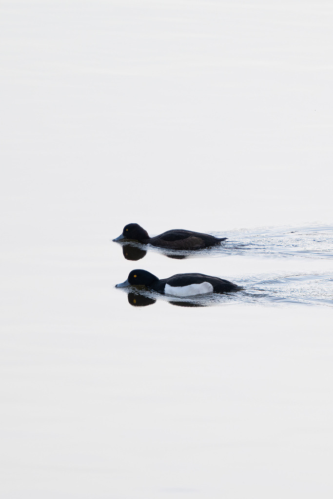 Enten mit Spiegelung - Hamburg | Zwei Enten auf nahezu vollkommen ruhigem Wasser, sodass ihre Spiegelungen mit der Oberfläche verschmelzen. - Realisiert mit Pictrs.com