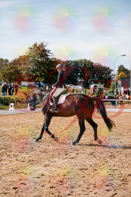 2026_10_03_Siefer-Hof_133503_Z63_94133637 | Professionelle Reitsport-, Turnier- und Eventfotografie von Robert Broda. Galerien mit ausgewählten und bearbeiteten Bildern direkt online ansehen und bestellen.