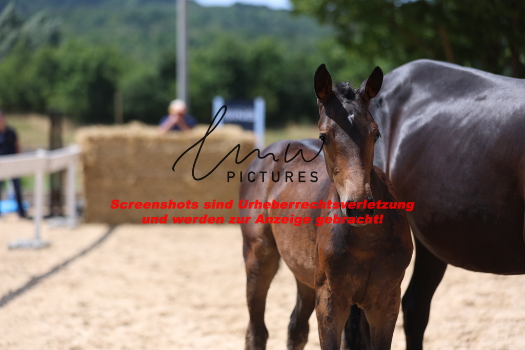 Fohlenschau_Schwäbisch_Hall_springbetonte_Fohlen_KN 29_9 | lmwpictures - Realisiert mit Pictrs.com