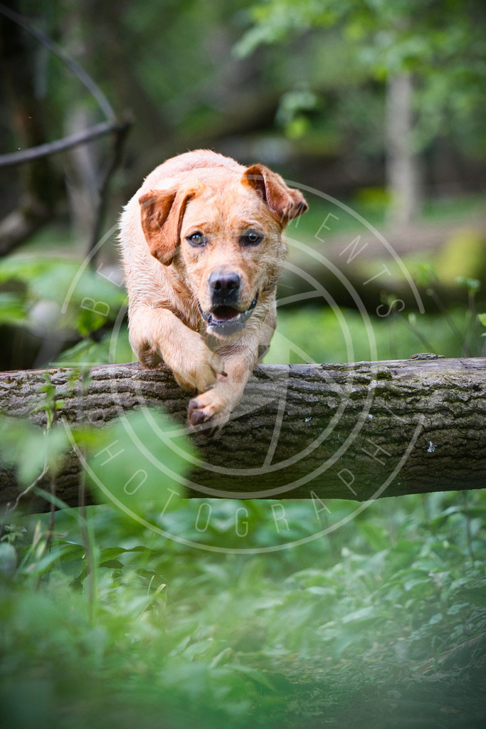 DSC_3208 | best-moments-photography - Realisiert mit Pictrs.com