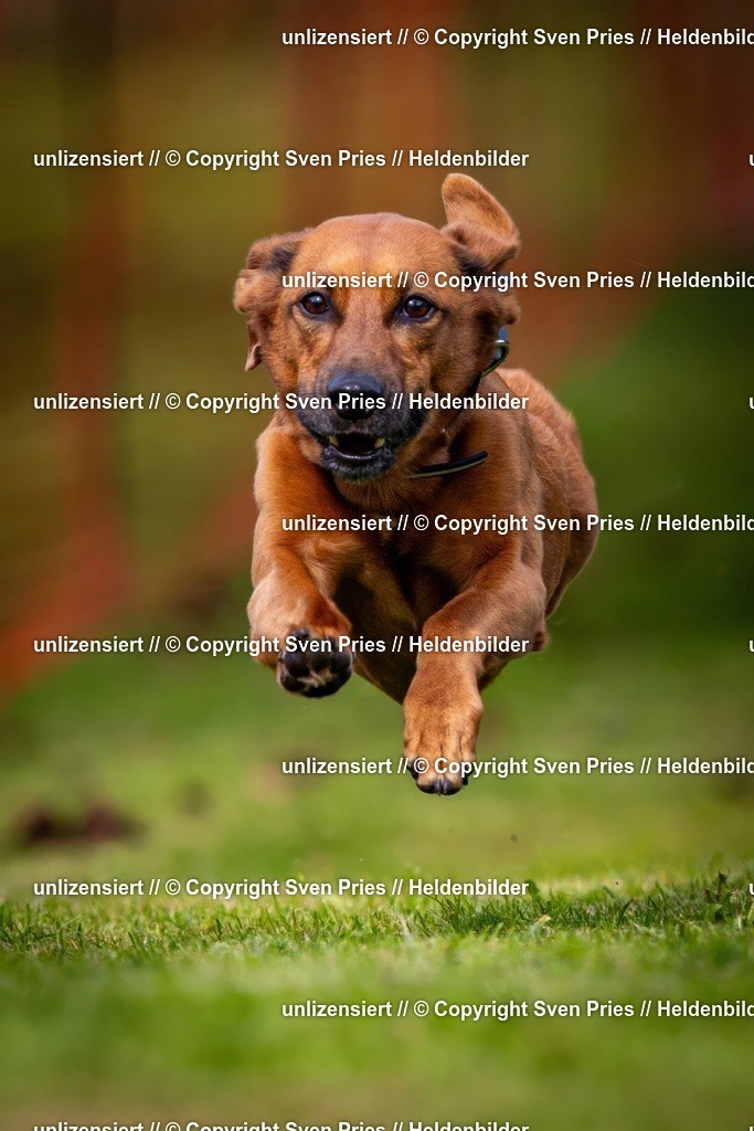 Sven Pries | 2024-09-22 - Hunderennen Baden-BadenPudelverein - Realisiert mit Pictrs.com