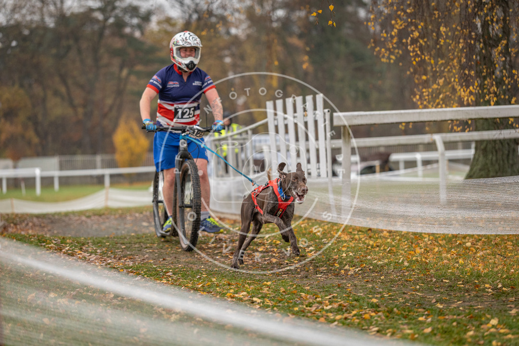 CaniXpix_DV3A8664 | Hundefotografie, Tierfotograf, Pfotenfotografie, Fotoshooting Hund, Hunde Portrait, Hundesport, Hundeportraits, Heideshooting, Hunde, Sportfotograf, Hundefotograf, Turnierhundsport, THS,  - Realisiert mit Pictrs.com