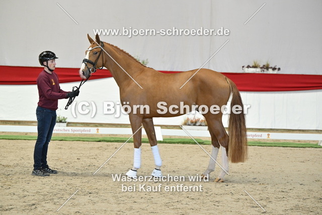 099_Extra Gold - Fürstenball_960_1708 | Björn Schroeder Pferdefotografie