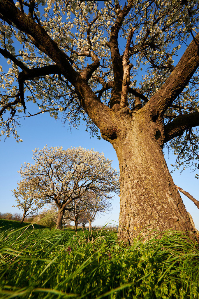 Kirschbaumbluete | Pillichsdorf, Austria - April 21, 2015: Kirschbaumbluete. - Realisiert mit Pictrs.com