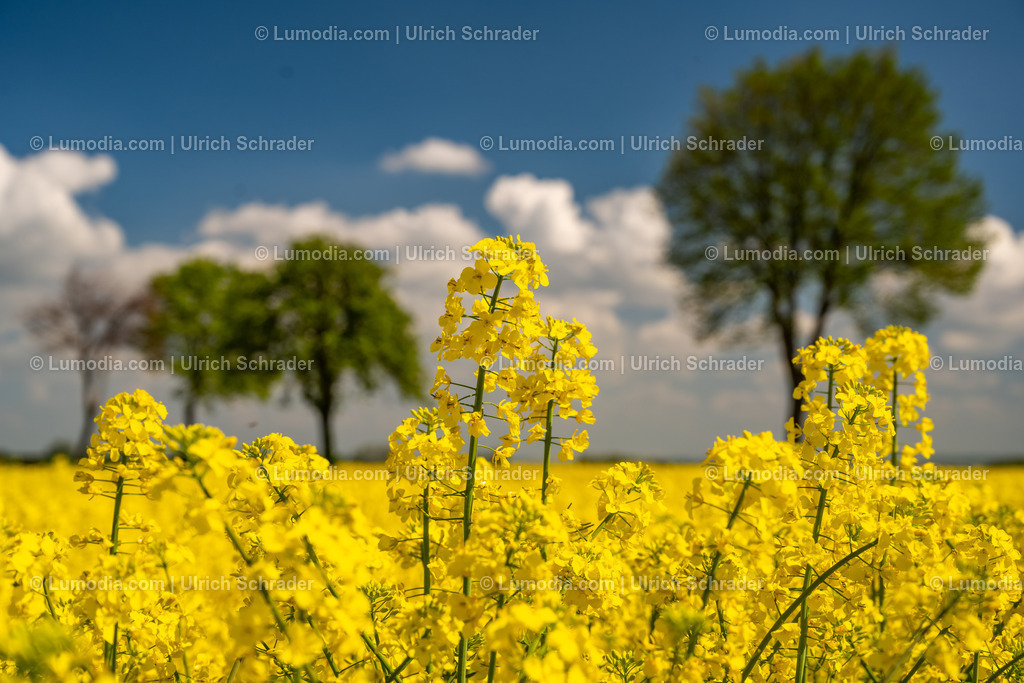 10049-13202 - Blühende Rapsfelder | Stockfoto und Bilderpool mit Bildmaterial aus Deutschland, dem Harz, Halberstadt, Quedlinburg, Wernigerode und weltweit. Qualitativ hochwertige und professionelle Fotos anschauen und kaufen. - Realisiert mit Pictrs.com