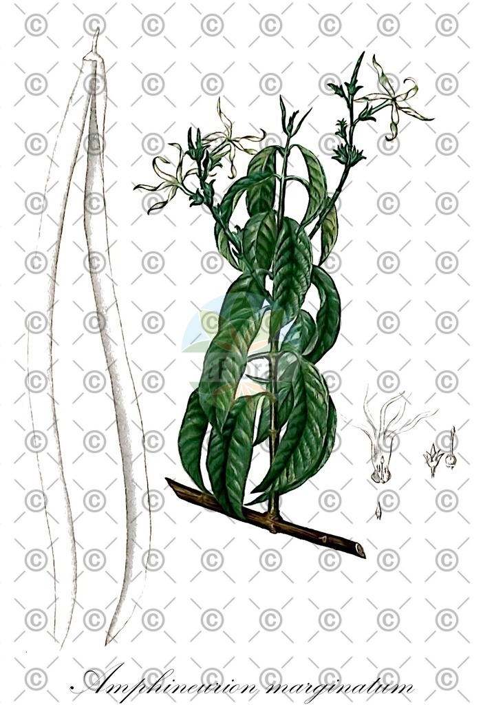 HistAbb_wfo-0000805231_1_ENZY_Simple | Historische Abbildung von Amphineurion marginatum - Apocynaceae | Historical Illustration of Amphineurion marginatum - Apocynaceae