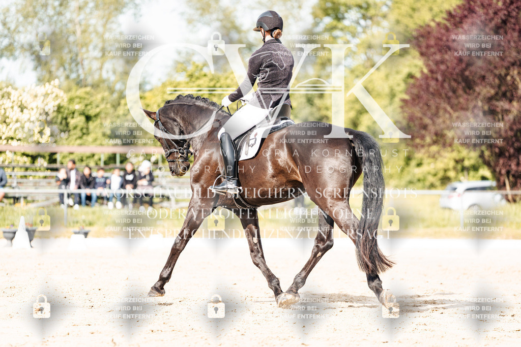 CK900260 | Turnierfotografie Pferdefotografie Trier Rheinland-Pfalz Pferdesport Reitsport Tierfotografie Sportfotografie Pferdevideo Pferdevideografie Equestrianvideography equestrianphotography  - Realisiert mit Pictrs.com