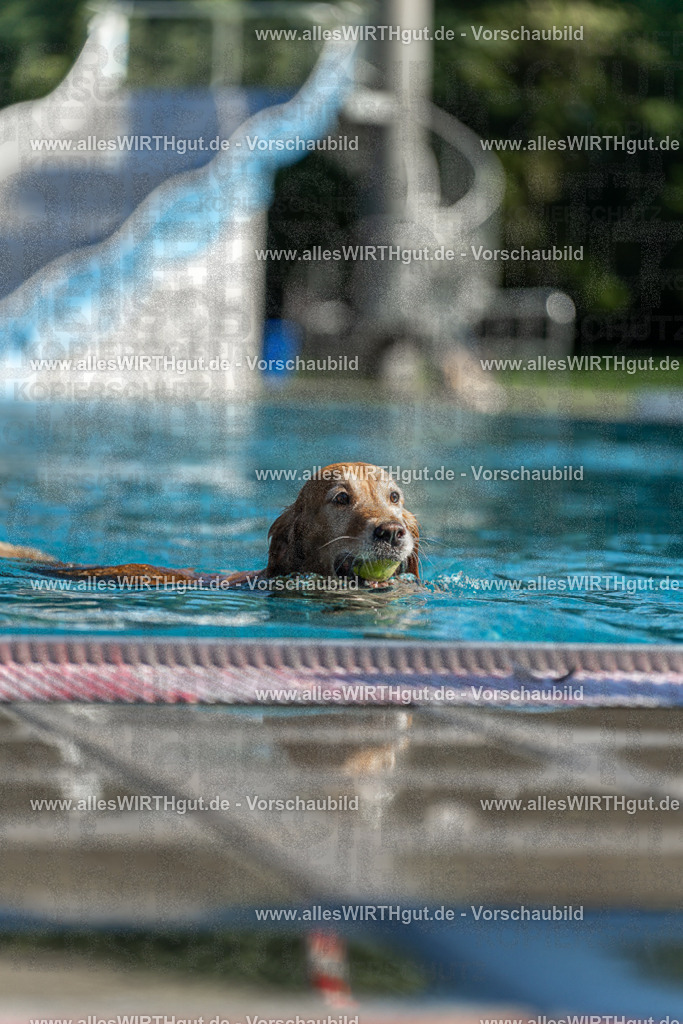 Hundeschwimmen_Volksbad_2026-allesWIRTHgut_Tierfotografie-2609061059-100925-7R509289 | Professionelle Tierfotografie in Mönchengladbach von Daniel Wirth (allesWIRTHgut). Liebevolle & natürliche Bilder von Hunden & Katzen für unvergessliche Erinnerungen.