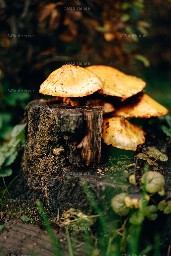 20221020_PaulHense_S0027_DSC00079 | paulhense - Realisiert mit Pictrs.com