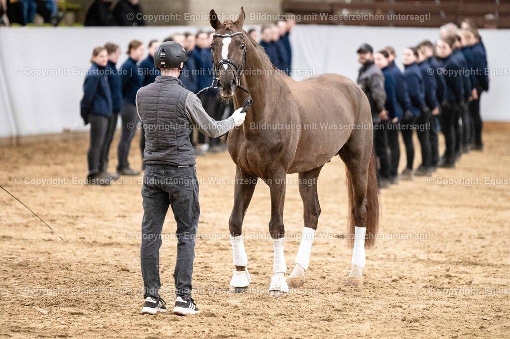 20260307_Hengstvorstellung-Marbach_0531 | equistock