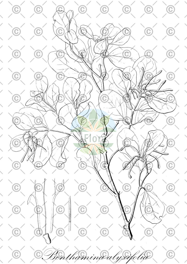 HistAbb_wfo-0000325338_1_ENZY_Simple | Historische Abbildung von Benthamina alyxifolia - Loranthaceae | Historical Illustration of Benthamina alyxifolia - Loranthaceae