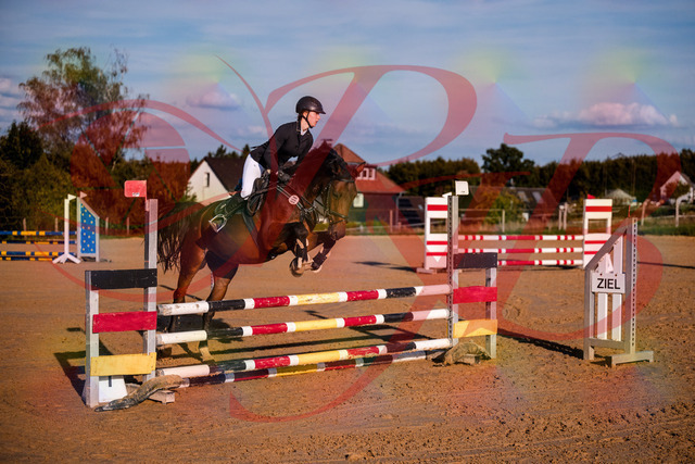 2026_10_03_Siefer-Hof_171006_Z81_06777816 | Professionelle Reitsport-, Turnier- und Eventfotografie von Robert Broda. Galerien mit ausgewählten und bearbeiteten Bildern direkt online ansehen und bestellen.