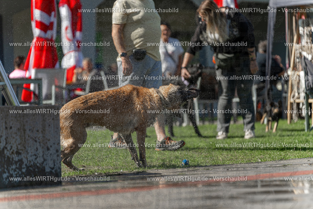 Hundeschwimmen_Volksbad_2026-allesWIRTHgut_Tierfotografie-2609061201-111156-7R500113 | Professionelle Tierfotografie in Mönchengladbach von Daniel Wirth (allesWIRTHgut). Liebevolle & natürliche Bilder von Hunden & Katzen für unvergessliche Erinnerungen.