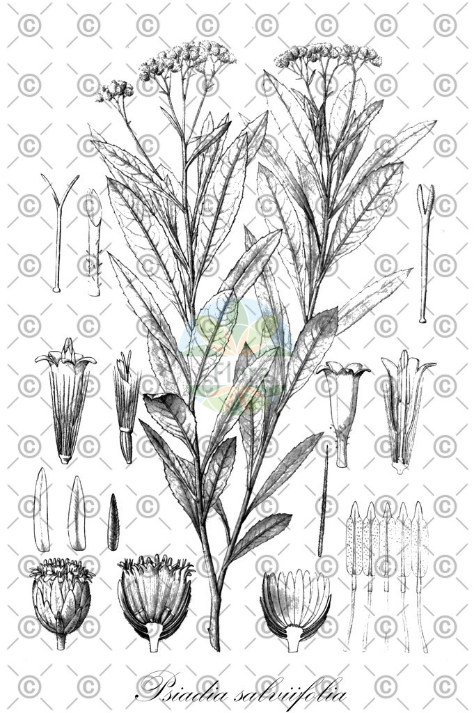 HistAbb_wfo-0000396576_1_ENZY_Simple | Historische Abbildung von Psiadia salviifolia - Asteraceae | Historical Illustration of Psiadia salviifolia - Asteraceae