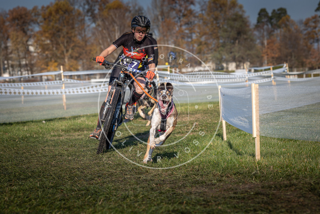 CaniXpix_0L8A4621 | Hundefotografie, Tierfotograf, Pfotenfotografie, Fotoshooting Hund, Hunde Portrait, Hundesport, Hundeportraits, Heideshooting, Hunde, Sportfotograf, Hundefotograf, Turnierhundsport, THS,  - Realisiert mit Pictrs.com