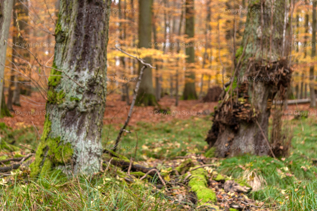 CRO_Autumn_Forest61_Bokeh | sparepix - Realisiert mit Pictrs.com