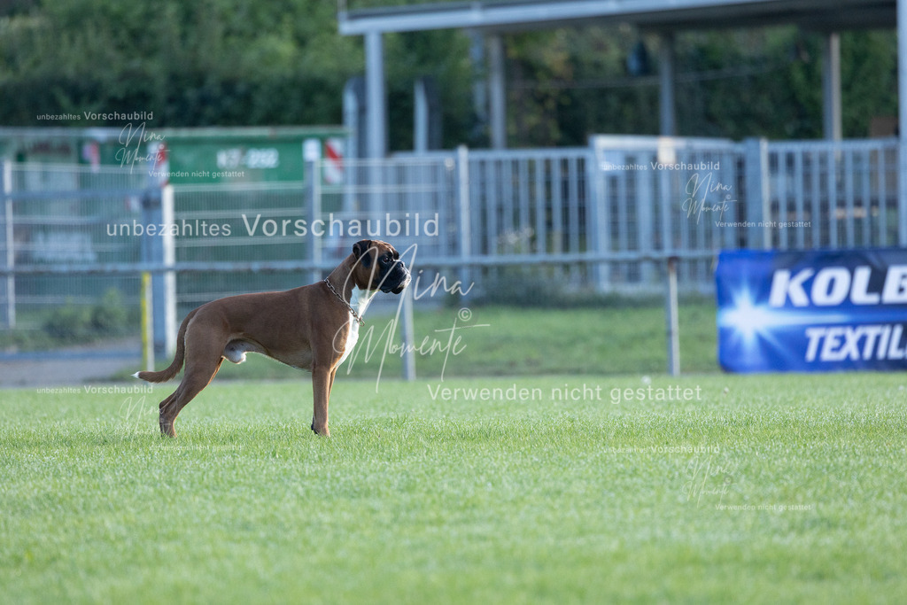 _16A6212 | Einzigartige Fotos von Hunden & Menschen –Actionfotos, Portraits, Vereinsaufnahmen & Paarshootings – authentisch, lebendig & mit Herz.