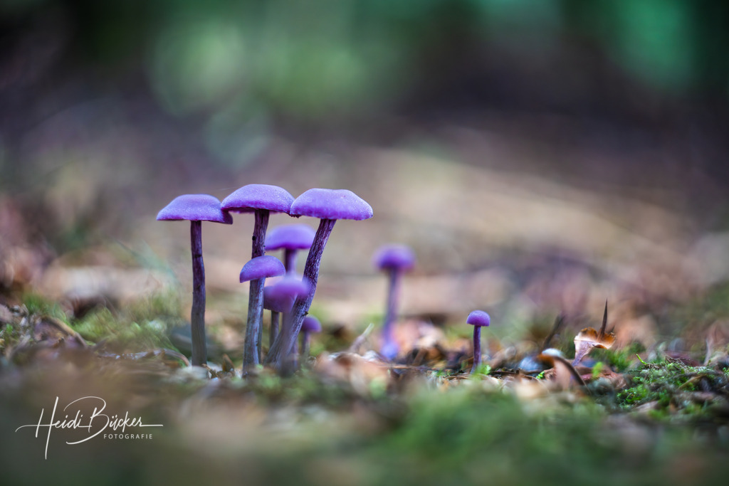 Violette Lacktrichterlinge | Violette Lacktrichterlinge in einem Fichtenwald - Realisiert mit Pictrs.com