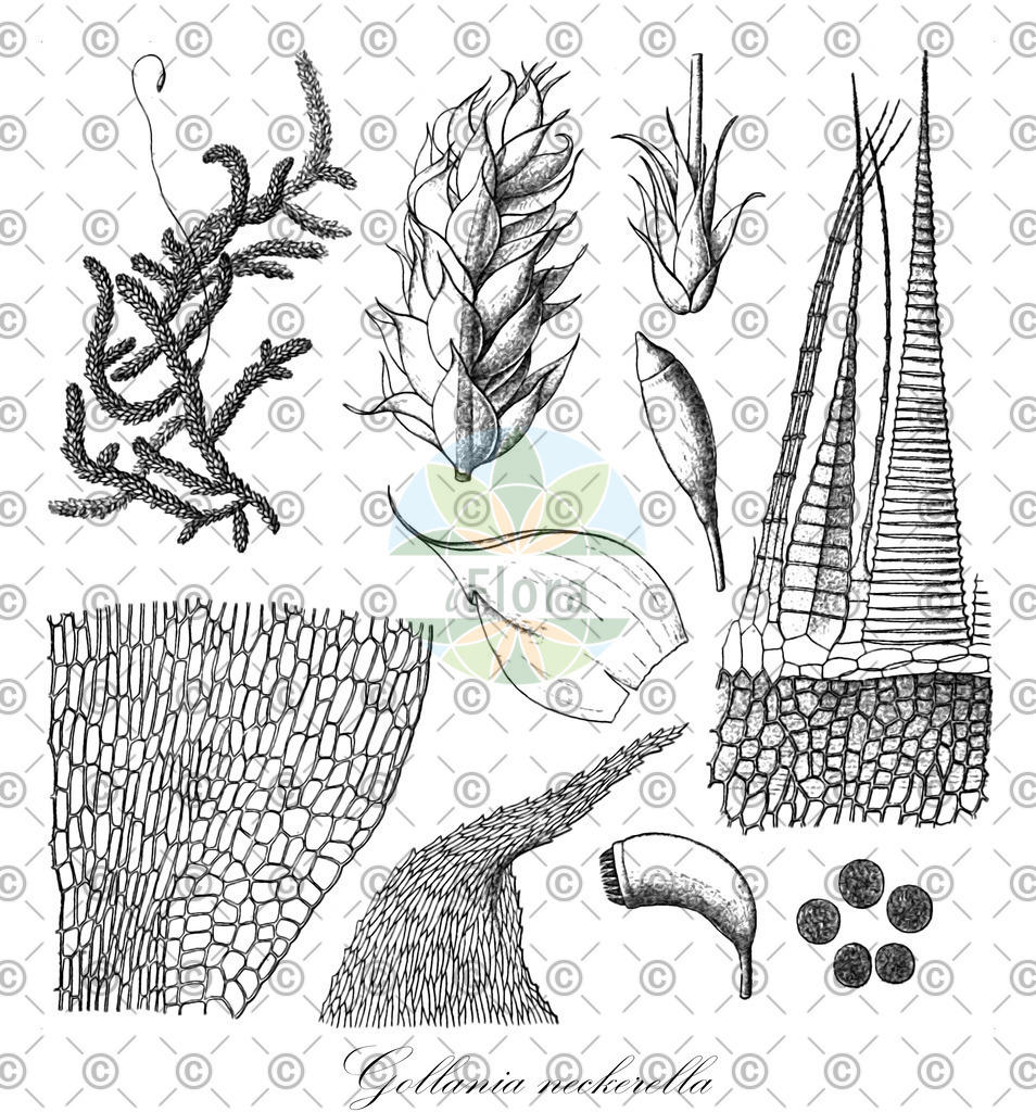 HistAbb_wfo-0000912777_1_ENZY_Simple | Historische Abbildung von Gollania neckerella - Hypnaceae | Historical Illustration of Gollania neckerella - Hypnaceae