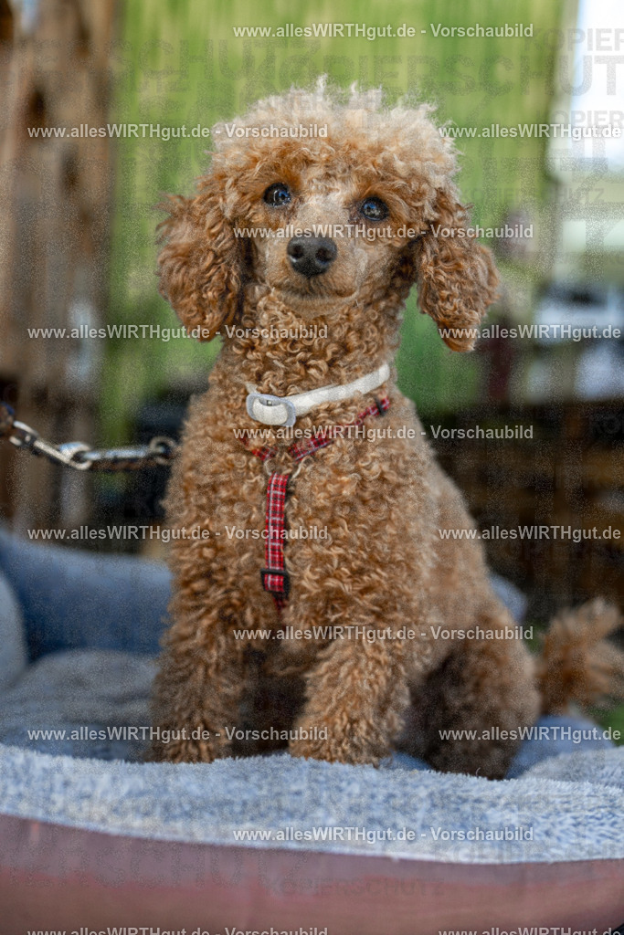 Hundeschwimmen_Volksbad_2026-allesWIRTHgut_Tierfotografie-2609061111-102153-7R509505 | Professionelle Tierfotografie in Mönchengladbach von Daniel Wirth (allesWIRTHgut). Liebevolle & natürliche Bilder von Hunden & Katzen für unvergessliche Erinnerungen.