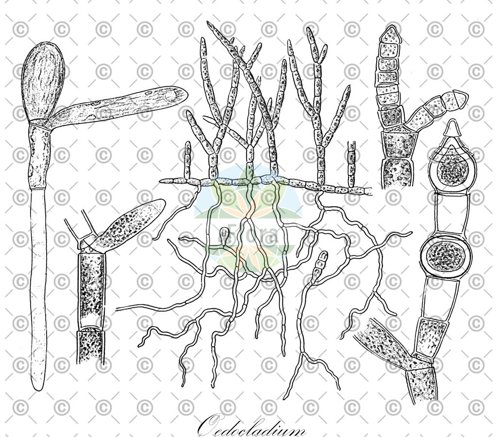 HistAbb_wfo-0000984299_1_ENZY_Simple | Historische Abbildung von Oedocladium - Oedogoniaceae (0) | Historical Illustration of Oedocladium - Oedogoniaceae (0)