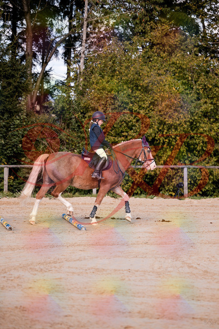 2026_10_03_Siefer-Hof_144418_Z81_17983875 | Professionelle Reitsport-, Turnier- und Eventfotografie von Robert Broda. Galerien mit ausgewählten und bearbeiteten Bildern direkt online ansehen und bestellen.
