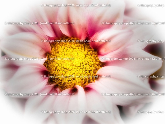titusgraphy-P6100535_var-143 | Fotokunstarbeit aus der INSTAGRAM-Gallerie auf titusgraphy.eu - Realisiert mit Pictrs.com