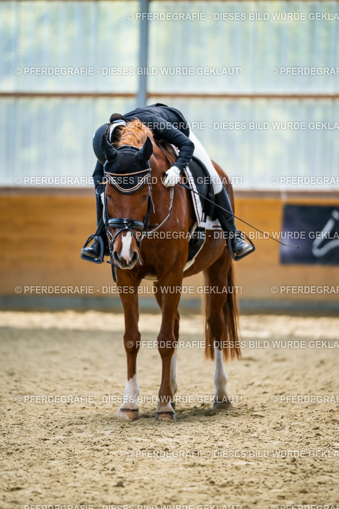 DSC05289 | Pferdegrafie