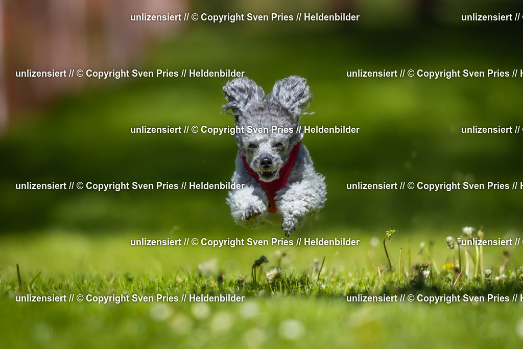 Hunderennen_April_2026_293 | 2026-04-26 - Hunderennen Baden-Oos April 2026 - Realisiert mit Pictrs.com
