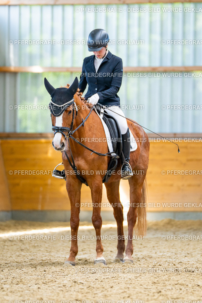 DSC08485 | Pferdegrafie