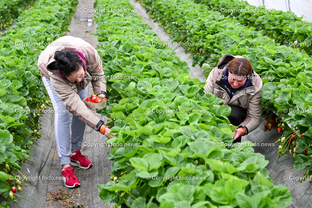Erdbeeren Lehner_ Haag_ 17.05.2023-21 | 17.05.2023, Haag, AUT, Erdbeeren Lehner, im Bild Ukrainische Erntehelferinnen Alina und Oksana am Erdbeerfeld im Folientunnel bei der Ernte