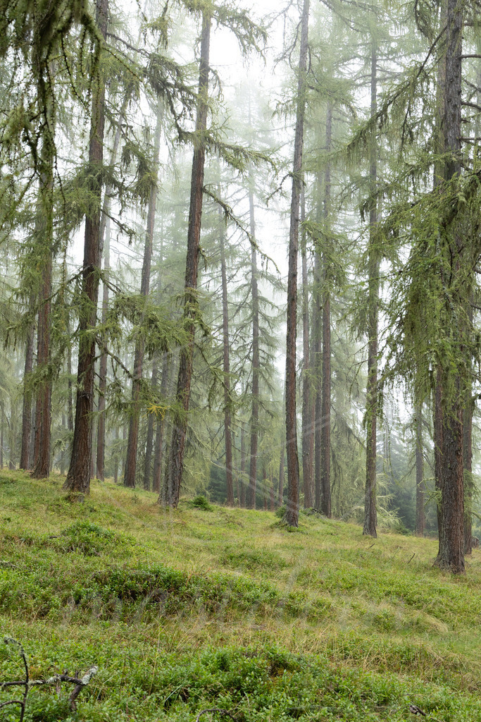 Lärchennebel | Ihre Fotografin im Lungau, ihre Fotografin im Mostviertel, Wandbilder Onlineshop, Imagefotos für Ihr Unternehmen,  - Realisiert mit Pictrs.com
