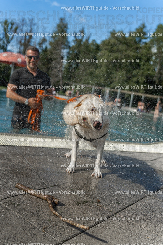 Hundeschwimmen_Volksbad_2026-allesWIRTHgut_Tierfotografie-2609061544-7R501772 | Professionelle Tierfotografie in Mönchengladbach von Daniel Wirth (allesWIRTHgut). Liebevolle & natürliche Bilder von Hunden & Katzen für unvergessliche Erinnerungen.