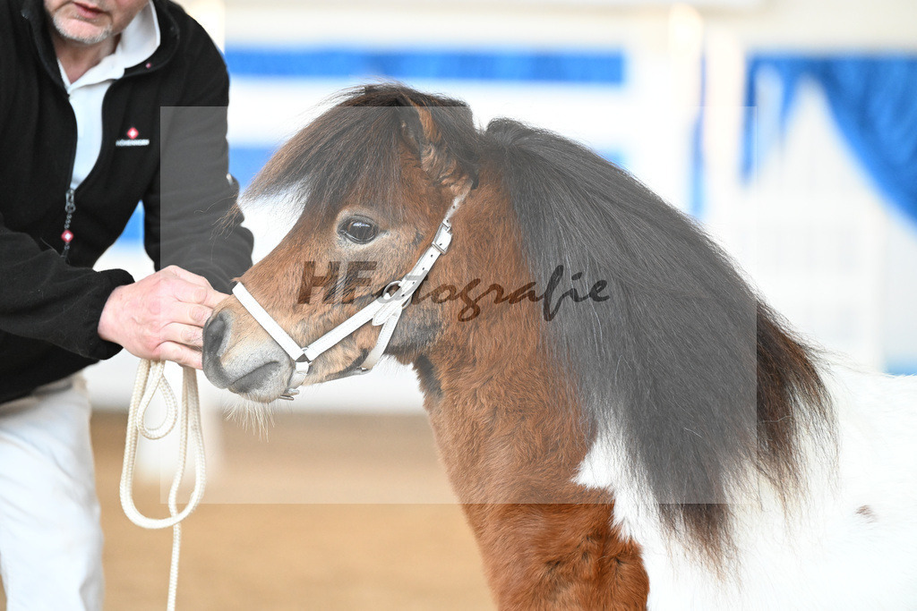 Kat-Nr. 21 Quintero van Stal Brammelo v. Kalusha of Duke Stable_Elmer_9260531 | hf-fotografie - Realisiert mit Pictrs.com