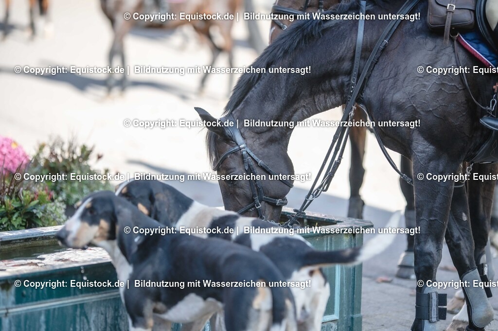 20251011_Jagd-Marbach_0639 | Foto: Thomas Hartig