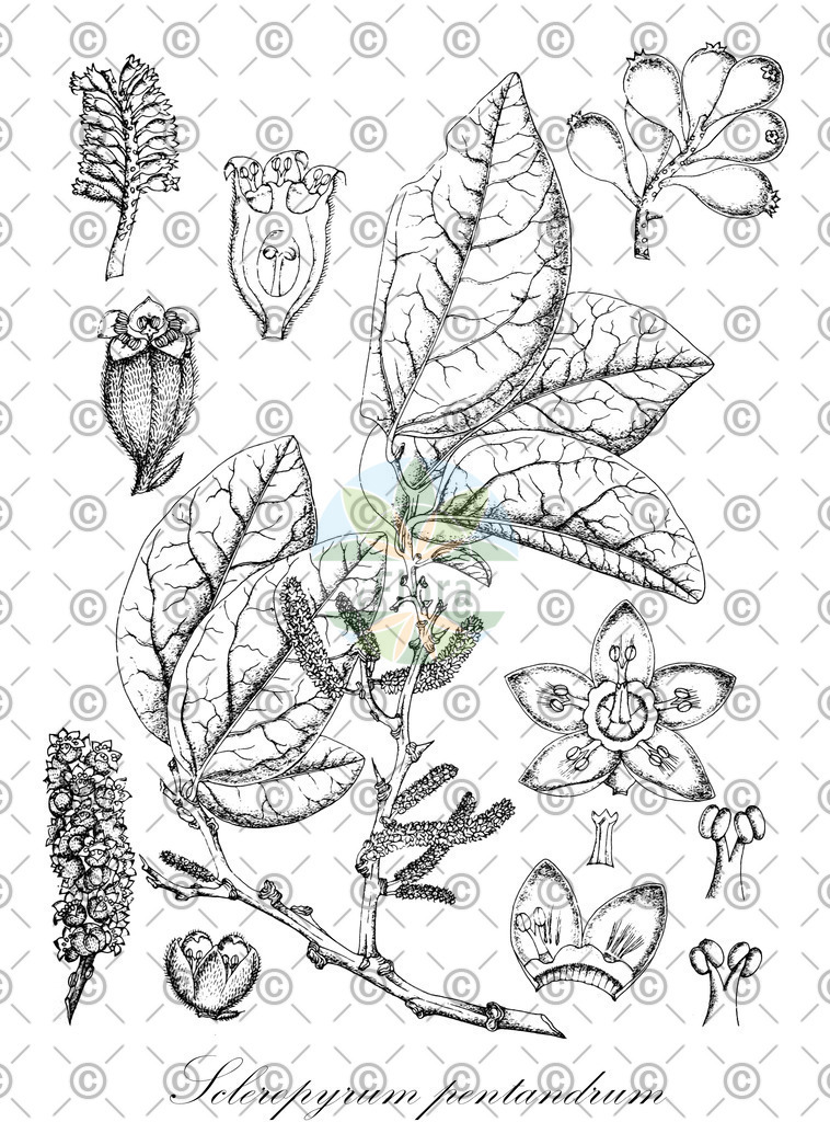HistAbb_wfo-0001295368_1_ENZY_Simple | Historische Abbildung von Scleropyrum pentandrum - Santalaceae | Historical Illustration of Scleropyrum pentandrum - Santalaceae