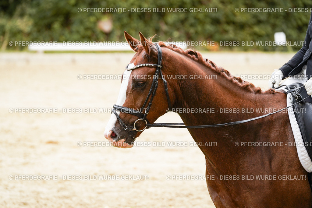 DSC00577 | Pferdegrafie