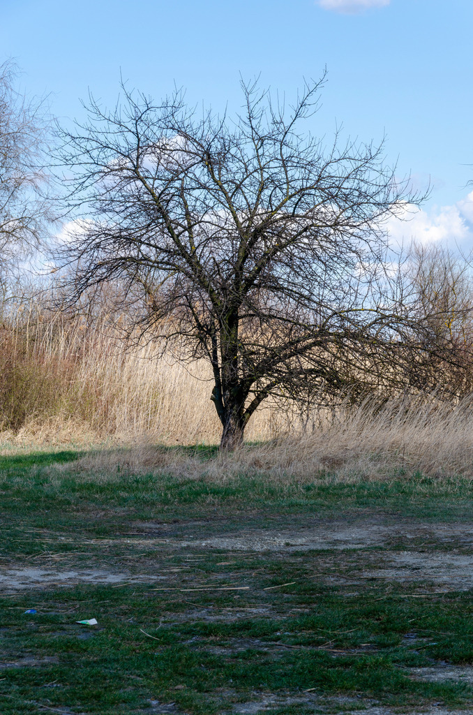 Mystische Bäume | Die Mystik der Bäume unterscheidet sich je nach Jahreszeit  - Realisiert mit Pictrs.com