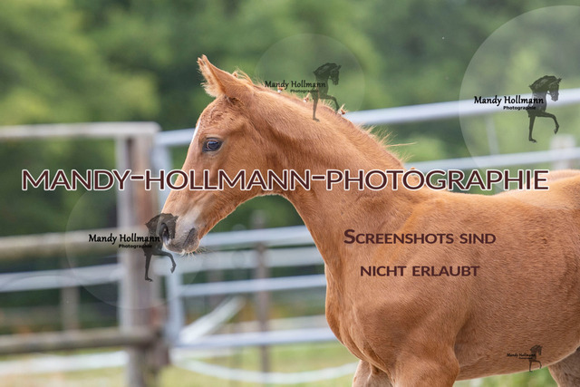Hexenberg-195 | mandyhollmannphotographie
