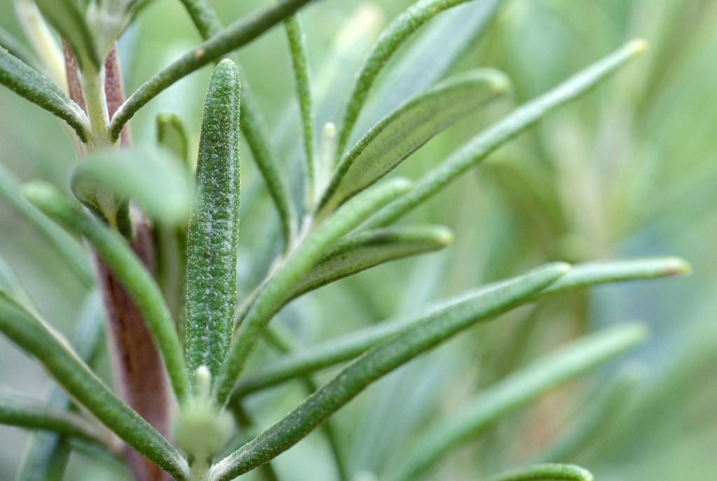 Rosmarinstock | Austria - December 09, 2009: Rosmarinstock. - Realisiert mit Pictrs.com