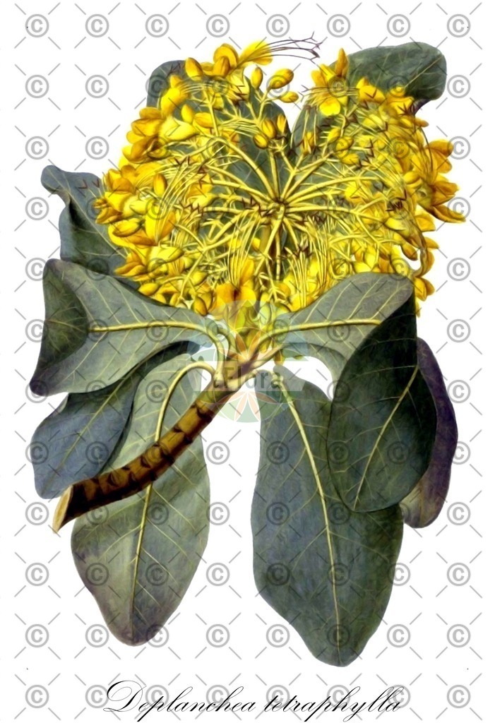 HistAbb_wfo-0001021415_1_ENZY_Simple | Historische Abbildung von Deplanchea tetraphylla - Bignoniaceae | Historical Illustration of Deplanchea tetraphylla - Bignoniaceae