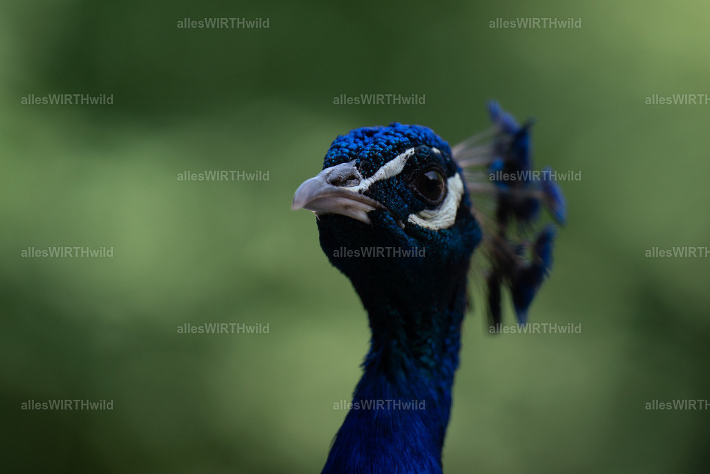 Daniel Wirth - www.allesWIRTHwild.de -AWG00049 | Entdecke die faszinierende Welt der Natur- und Wildlife-Fotografie von Daniel und Bärbel. Inspirierende Bilder von wilden Tieren und kleinen Naturwundern.