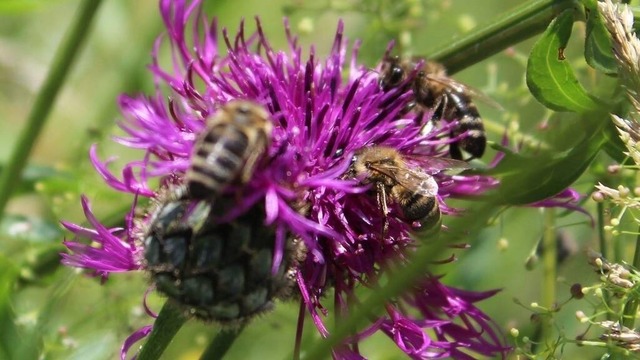 Wildbienen_an_Skabiosen_Flockenblume | Verkauf von Fotos und  Videoclips zumThema Natur.Motive sind Pflanzen, Tiere, Landschaftenund Wetter - Realisiert mit Pictrs.com