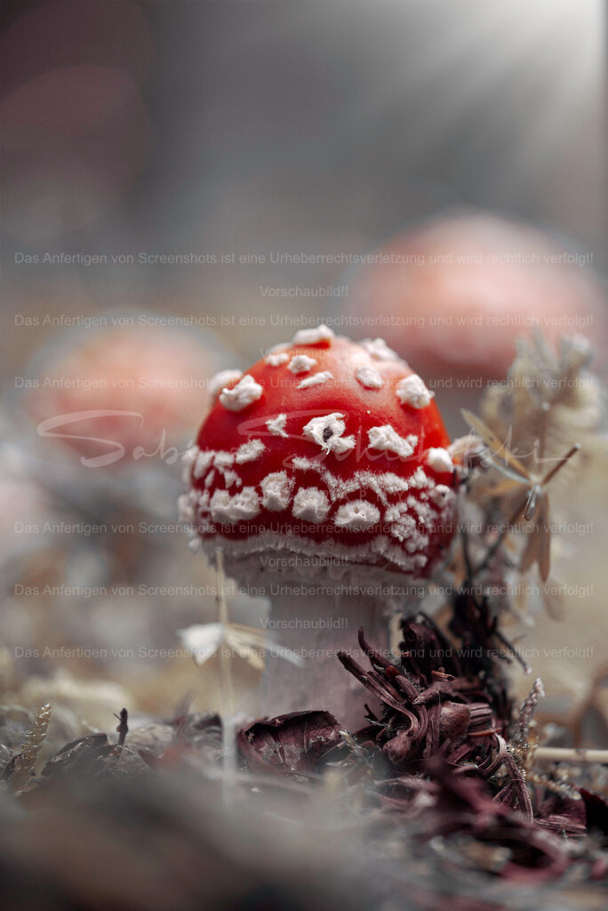 Wandbild "Kleiner Fliegenpilz" | People- und Tierfotografie, Imageaufnahmen, Veranstaltungsfotografie und Wandbilder aus der Natur ★ Made in Germany ✔️ Druck + Downloads ✔️ Naturfotografie in Top Qualität ★ schneller Versand, weltweite Lieferung! - Realisiert mit Pictrs.com